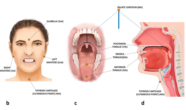 A novel three-dimensional analysis of tongue movement during water and saliva deglutition_ a preliminary study on swallowing patterns