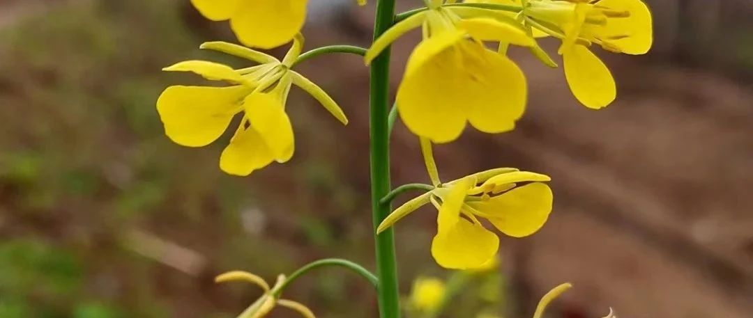 具体的句子和抽象的句子，具体的词和抽象的词——《具体语言学》第二章
