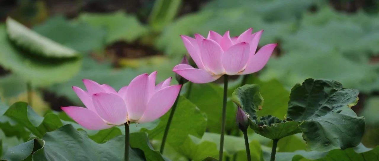 方言音系|玉林市高峰镇客家方言音系与同音字汇