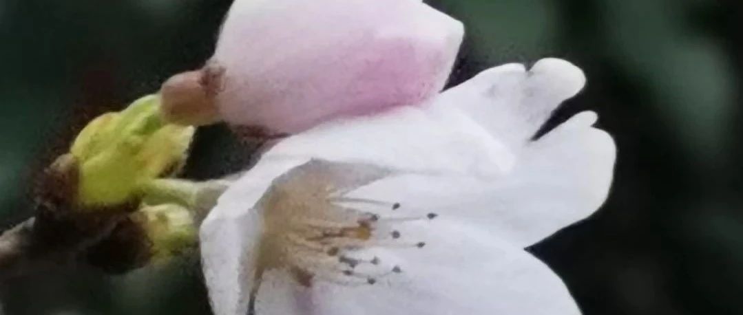 中西具体语言学史简述——《具体语言学》第四章