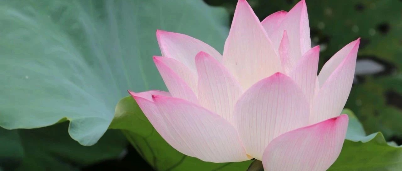 方言音系|北流白话音系及同音字汇