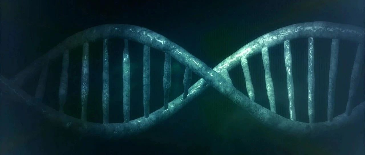 张勇组建立灵长类特异新基因数据库并系统预测新基因功能