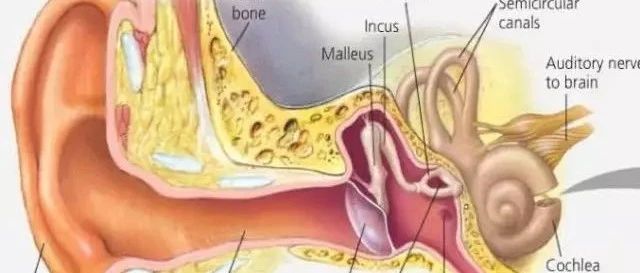 医疗翻译练习：听觉原理
