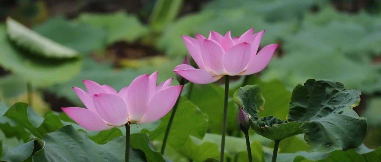 广西语保工程调查项目简介